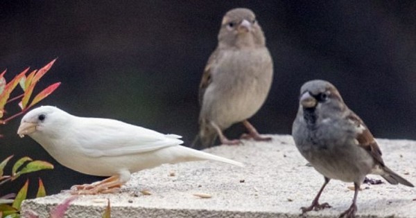 Το πιο μοναχικό πουλί στον κόσμο (Εικόνες)