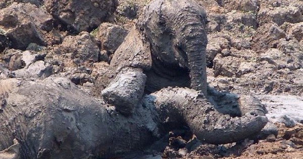 Βλέπουν μια μαμά και το μωρό της να πεθαίνουν μέσα στην λάσπη! Μια συγκλονιστική ιστορία διάσωσης (Εικόνες)