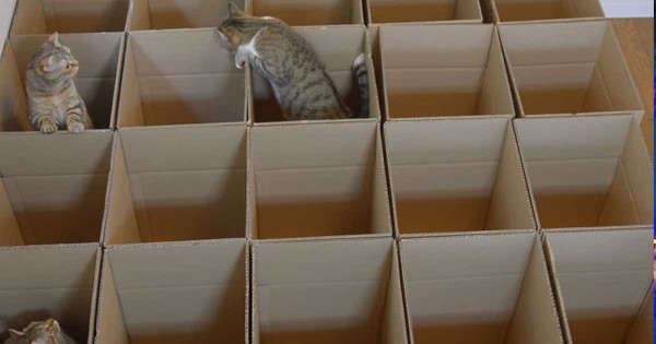 Έφτιαξαν έναν λαβύρινθο από χαρτόκουτα και έβαλαν μέσα τις γάτες τους! Το παιχνίδι που έκαναν; Aπολαυστικό! (Βίντεο)