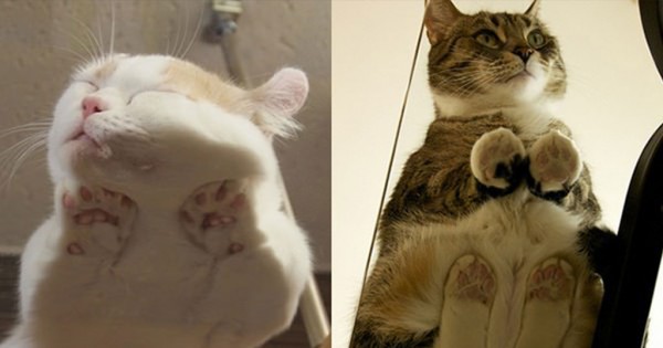 17 φωτογραφίες από γάτες που κάθονται πάνω σε γυαλί (Φωτογραφίες)