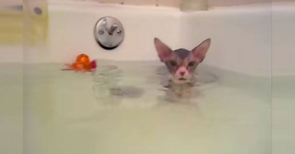 Έβαλε το γάτο της στη μπανιέρα για πρώτη φορά. Δείτε την φοβερή αντίδρασή του! (Βίντεο)