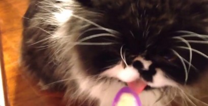 Όταν μια γάτα τρώει παγωτό (Βίντεο)