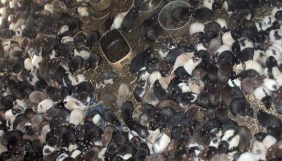 Πάνω από 1000 ζώα εντοπίστηκαν σε τρώγλη στον Καναδά