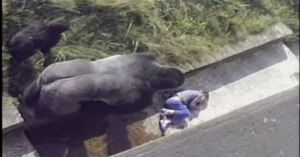 Το συγκλονιστικό βίντεο όπου ένας γορίλας προστάτεψε ένα 5χρονο αγοράκι, όταν έπεσε στον «χώρο» του από τοίχο 3,5 μέτρων