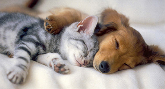 ύπνος Σκύλος όνειρα ζώα Γάτα 