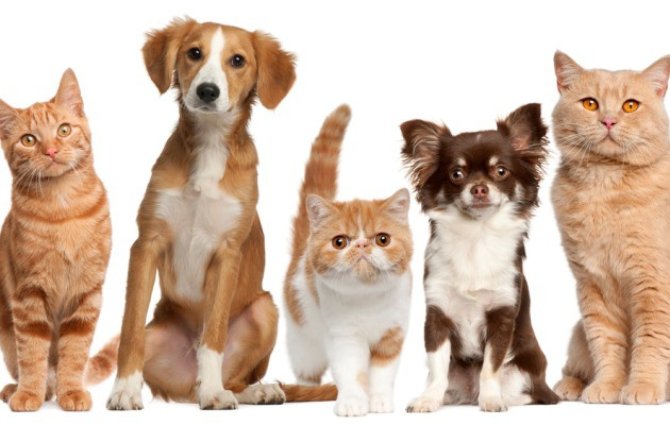 Σκύλος κατοικίδια επιλογή ζώου Γάτα 