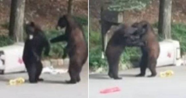 Επικό βίντεο: Αρκούδες τσακώνονται για ένα πιάτο… σκουπίδια!