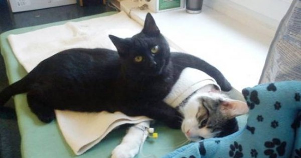 Ο μαύρος γάτος που κάνει το νοσοκόμο (photos)