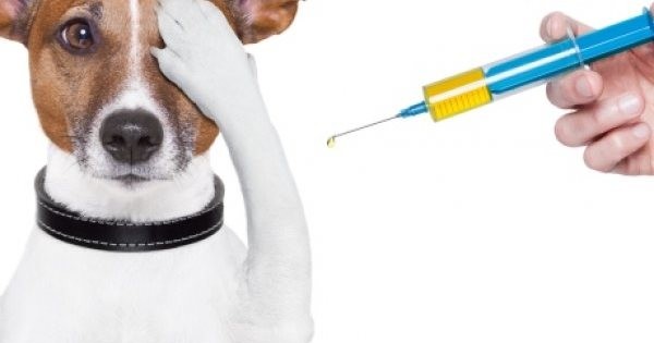 Γιατί πρέπει να εμβολιάζεται ο σκύλος και η γάτα μας