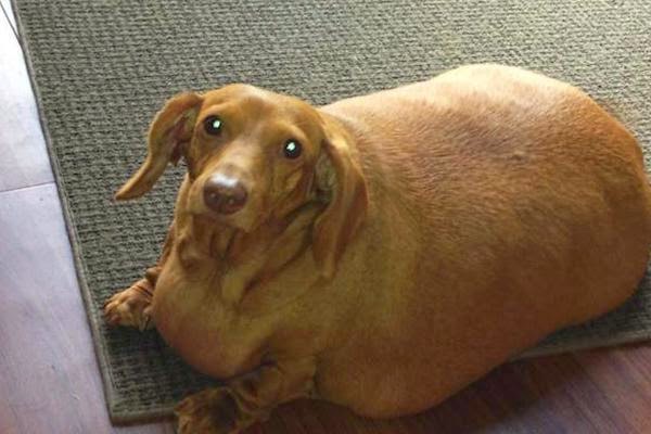 Σκύλος παχυσαρκία δίαιτα Dennis 