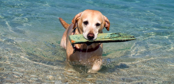 Σκύλος θαλασσινό νερό θάλασσα 