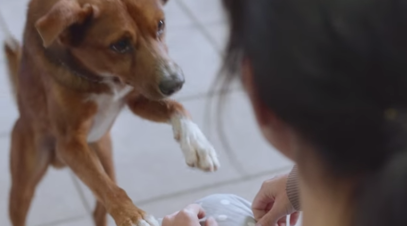φίλος Σκύλος δωρεά οργάνων διαφήμιση 