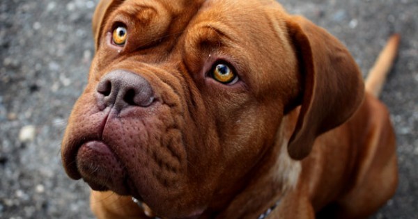 Οι 10 καλύτερες ράτσες σκύλων για οικογένεια και παιδιά