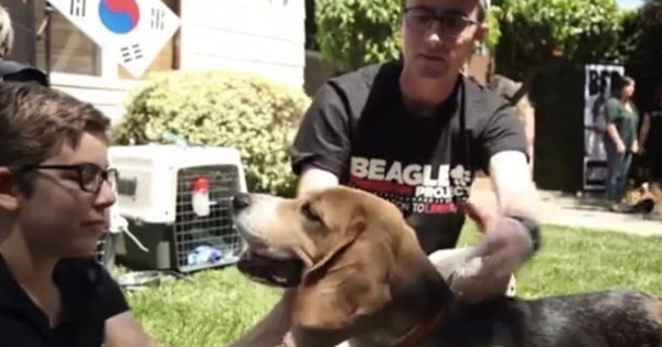 Beagles: Το ταξίδι τους από την αιχμαλωσία στην ελευθερία! (βίντεο)