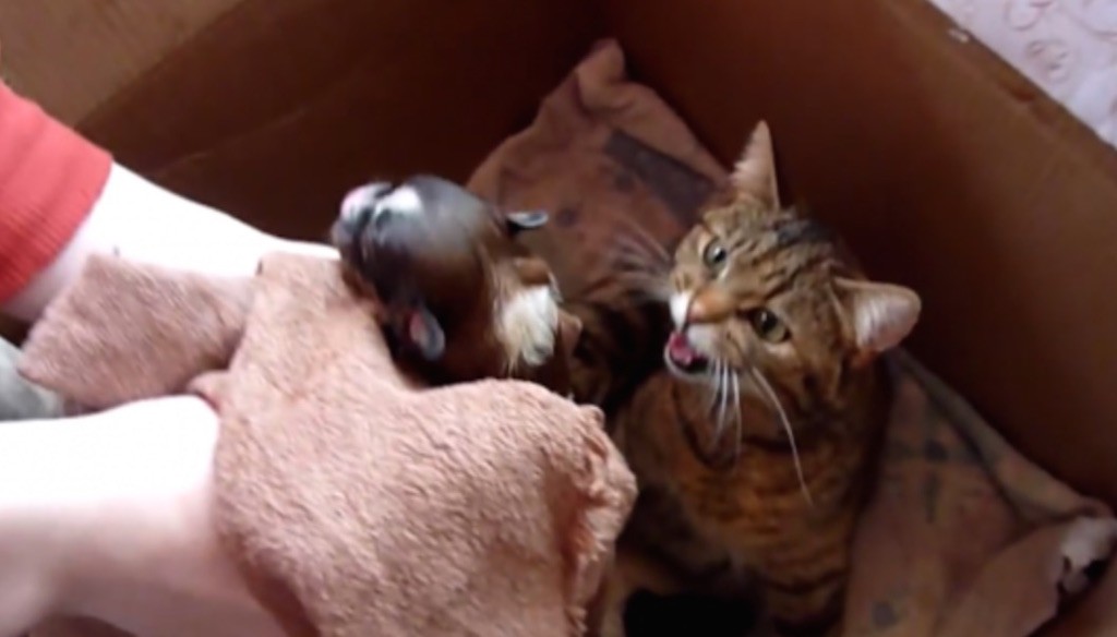νεογέννητο κουτί κουτάβι Γάτα 