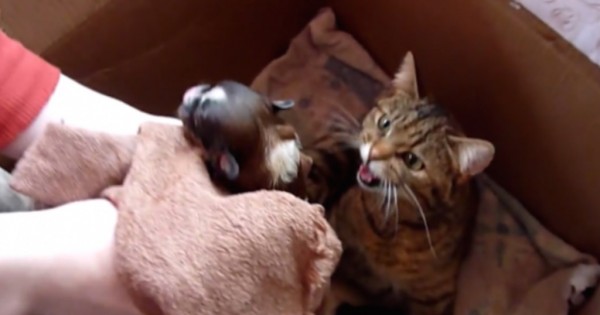 Έβαλαν ένα νεογέννητο κουτάβι στο ίδιο κουτί με μια γάτα και τα γατάκια της, αυτό που έγινε είναι εκπληκτικό!