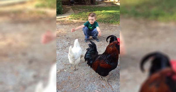 Αυτό το αγόρι ανοίγει τα χέρια του για να πάρει αγκαλιά μια κότα! Δείτε το γλυκό βίντεο…