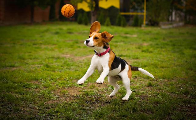 Σκύλος Μπιγκλ Beagle 