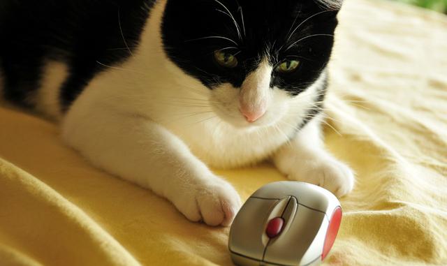ποντίκι Γάτα 