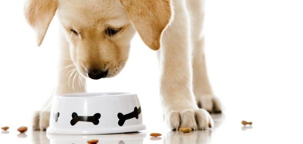 Τι πρέπει να γνωρίζεις για τη σωστή διατροφή του σκύλου σου
