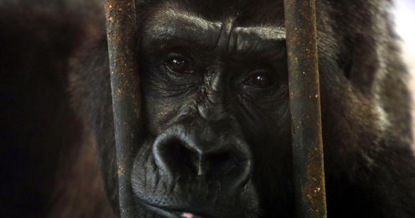 Αυτά τα ζώα βλέπουν για πρώτη φορά τον κόσμο… έξω από το κλουβί (video)