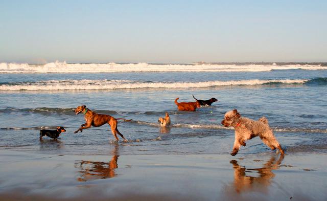 Σκύλος σκυλιά παραλία κολύμπι θάλασσα 
