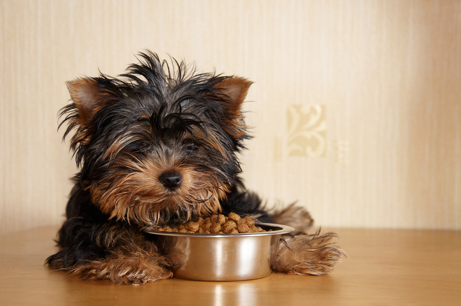 φαγητό Σκύλος κουτάβι διατροφή 