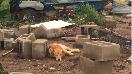 Σκύλος περιμένει στα συντρίμμια την οικογένειά του που σκοτώθηκε από ανεμοστρόβιλο…
