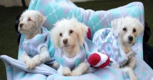 Μοιάζουν με συνηθισμένα σκυλάκια, όμως είναι τρεις μικροί… ήρωες! Δείτε γιατί!