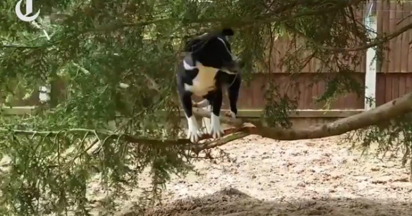 Ο σκύλος που νομίζει πως είναι γάτα… (video)