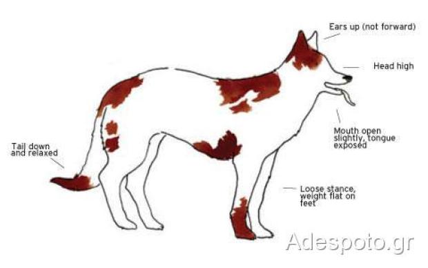 Σκύλος γλώσσα του σώματος 