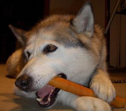 vegetarian-dog-eating-carrots-by-redwolfoz