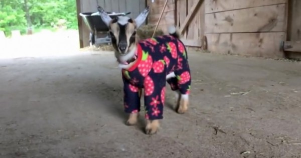 Τα κατσικάκια με τις πυτζάμες (Βίντεο)