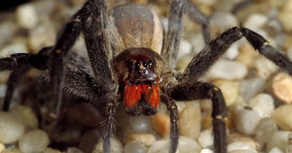 Βρετανία: Βρήκαν την πιο θανατηφόρα αράχνη του κόσμου μέσα σε μπανάνες! (pic)