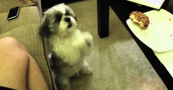 Ο σκύλος ζητά από το αφεντικό να του δώσει το μπισκότο. Όταν δείτε τι κάνει για να το πάρει…(Βίντεο)