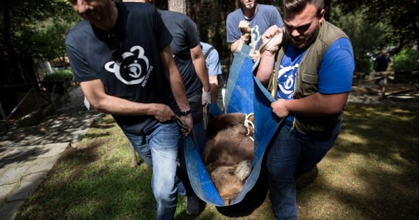 Καρέ-καρέ η μεταφορά λύκων και αρκούδων από τον Ζωολογικό Κήπο Θεσσαλονίκης στο Νυμφαίο και τις Αγραπιδιές Φλώρινας