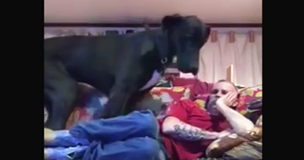 Προσπαθεί να ξεκουραστεί μετά από μια δύσκολη μέρα, όμως ο τεράστιος σκύλος του έχει άλλα σχέδια! (Βίντεο)