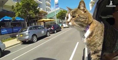 Didga: Η απίθανη γάτα (Βίντεο)