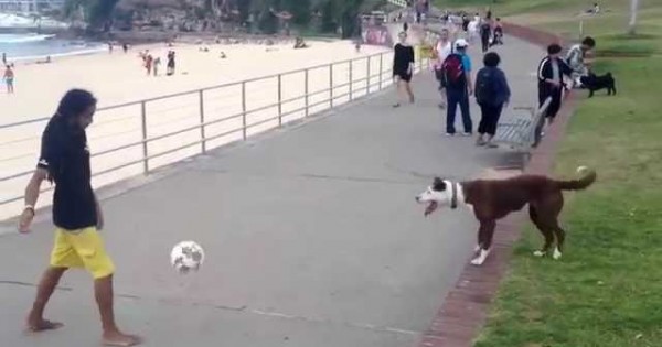 Ο σκύλος ξέρει πολλή μπάλα (Βίντεο)