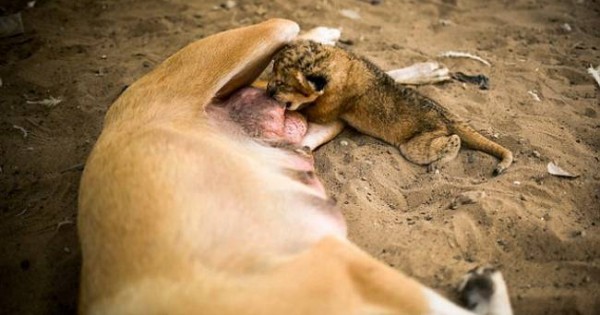 Μωρό λιοντάρι υιοθετήθηκε από σκυλί (photos)