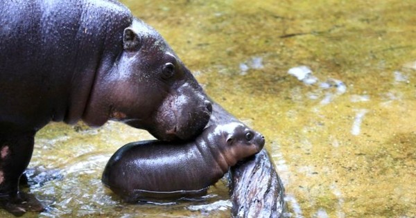 Νεογέννητος πυγμαίος ιπποπόταμος κάνει το πρώτο του δημόσιο μπάνιο σε ζωολογικό κήπο της Αυστραλίας! (Εικόνες)
