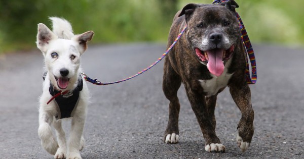 Αυτός ο τυφλός σκύλος και ο σκύλος οδηγός του ψάχνουν ένα νέο σπίτι! (Εικόνες)