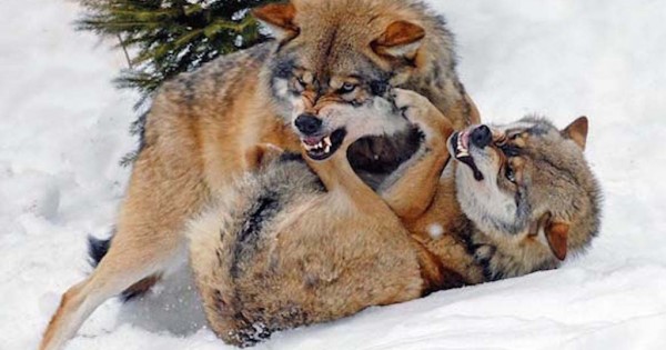 16 εντυπωσιακές φωτογραφίες από λύκους (Εικόνες)