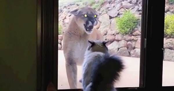 Ένα βουνίσιο λιοντάρι πλησιάζει από την γάτα στο παράθυρο. Η αντίδραση της; Πρέπει να την δείτε! (Βίντεο)