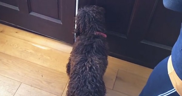 Δεν την πίστευαν ότι ο σκύλος της κάνει αυτό κάθε πρωί, μέχρι που τους έδειξε αυτό το βίντεο!