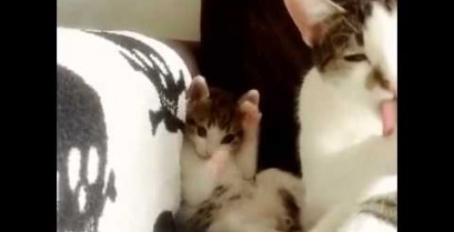 Ένα γατάκι μιμείται τη μαμά του (Βίντεο)