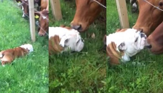 Ένα μπουλντόγκ συναντά αγελάδες για πρώτη φορά (Βίντεο)