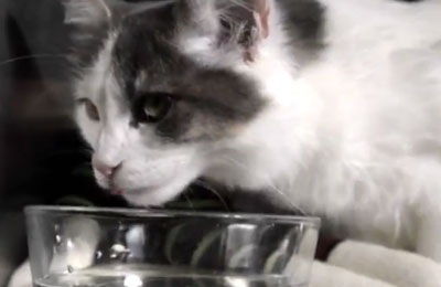 Γάτα βρέθηκε 3.700 χλμ. μακριά από το σπίτι της