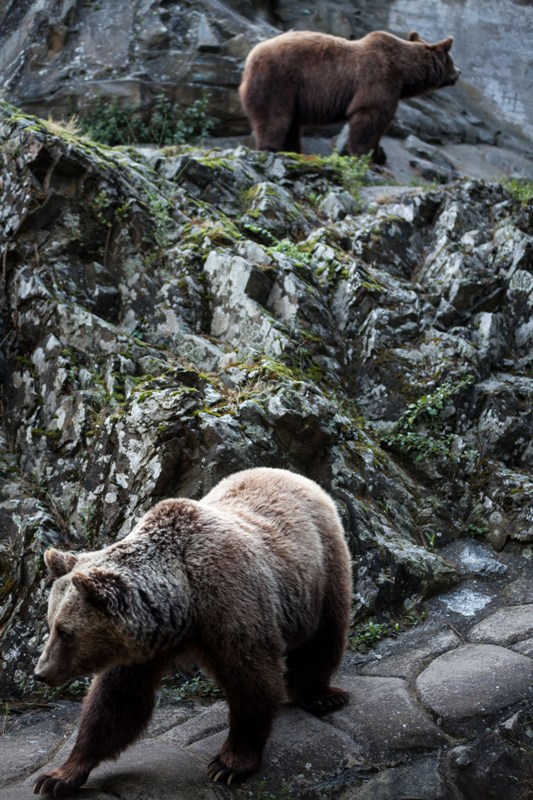 Φλώρινα Νυμφαίο Φλώρινας λύκοι Ζωολογικός Κήπος Θεσσαλονίκης Αρκτούρος αρκούδες 
