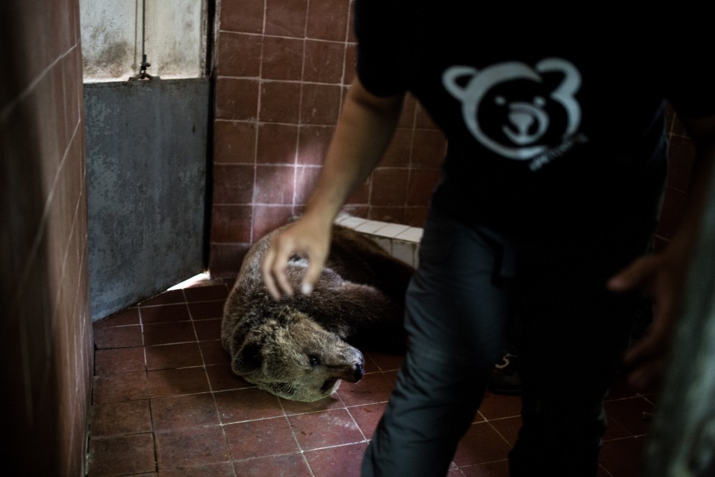 Φλώρινα Νυμφαίο Φλώρινας λύκοι Ζωολογικός Κήπος Θεσσαλονίκης Αρκτούρος αρκούδες 